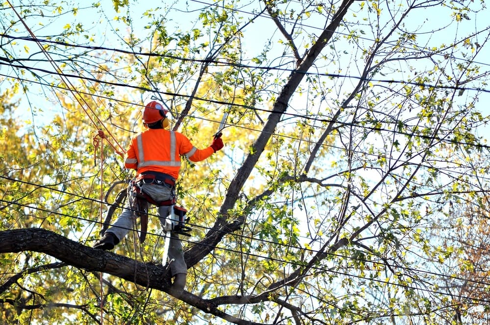 carroll county tree maintenance service