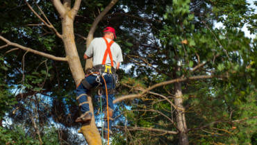 Carroll County Tree Maintenance and Removal