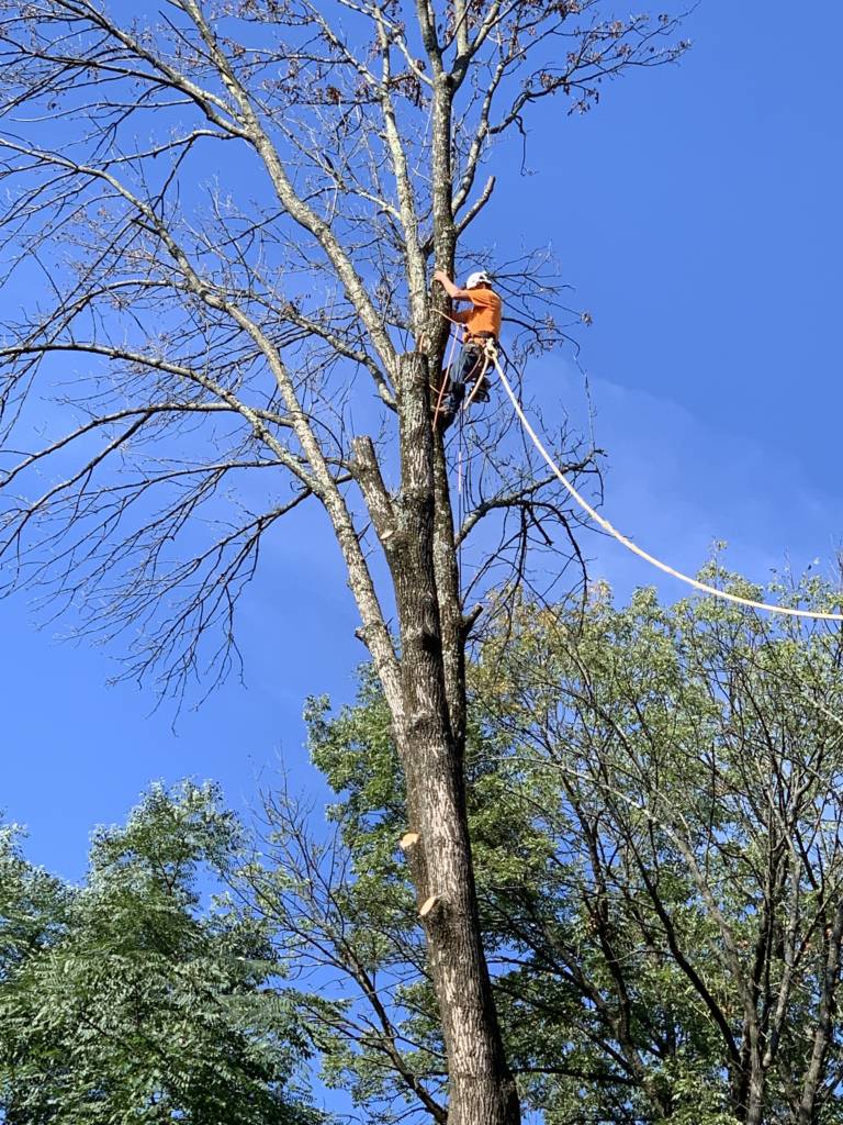tree removal in carroll county