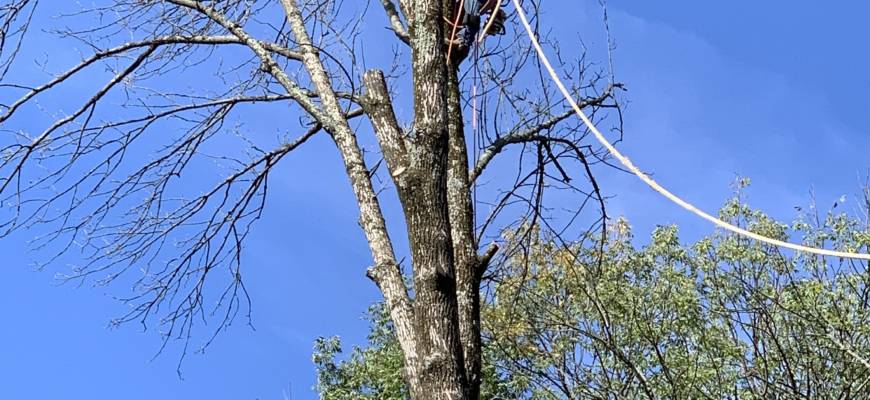 tree removal in carroll county