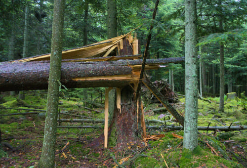 A tree down after a summer storm. 