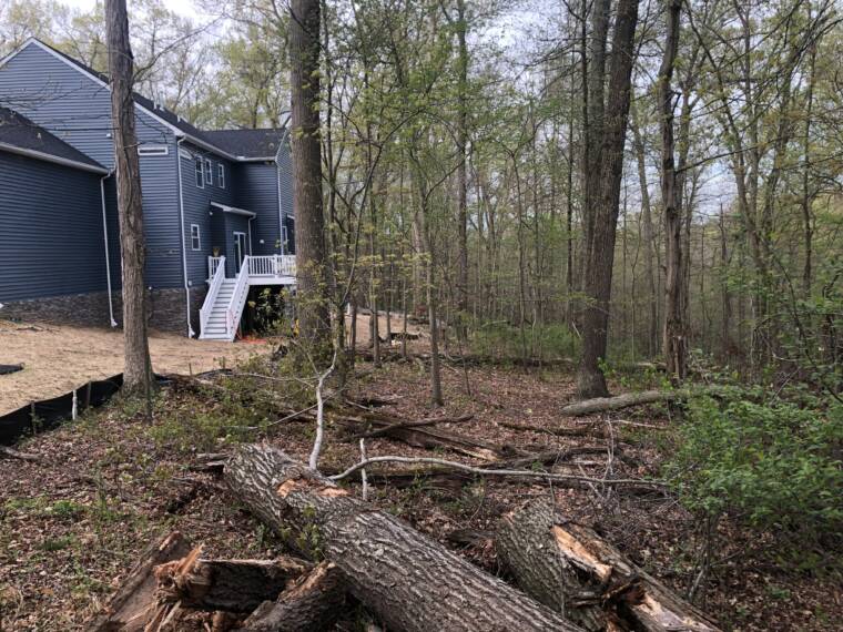 tree removal service before