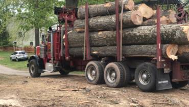 Carroll County Tree Removal Services