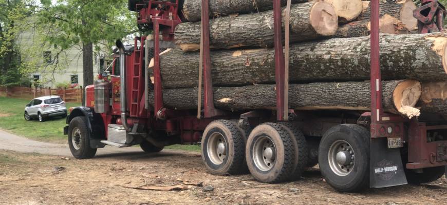 maryland tree hauling services