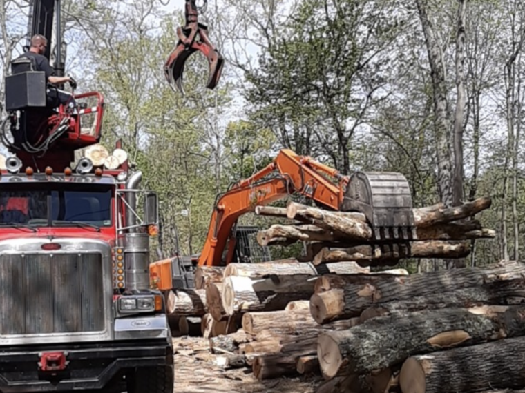 maryland tree service company