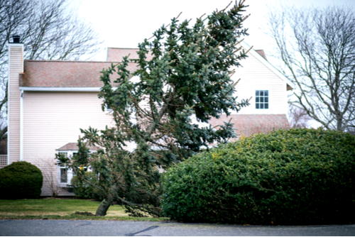 weak tree emergency falling removal