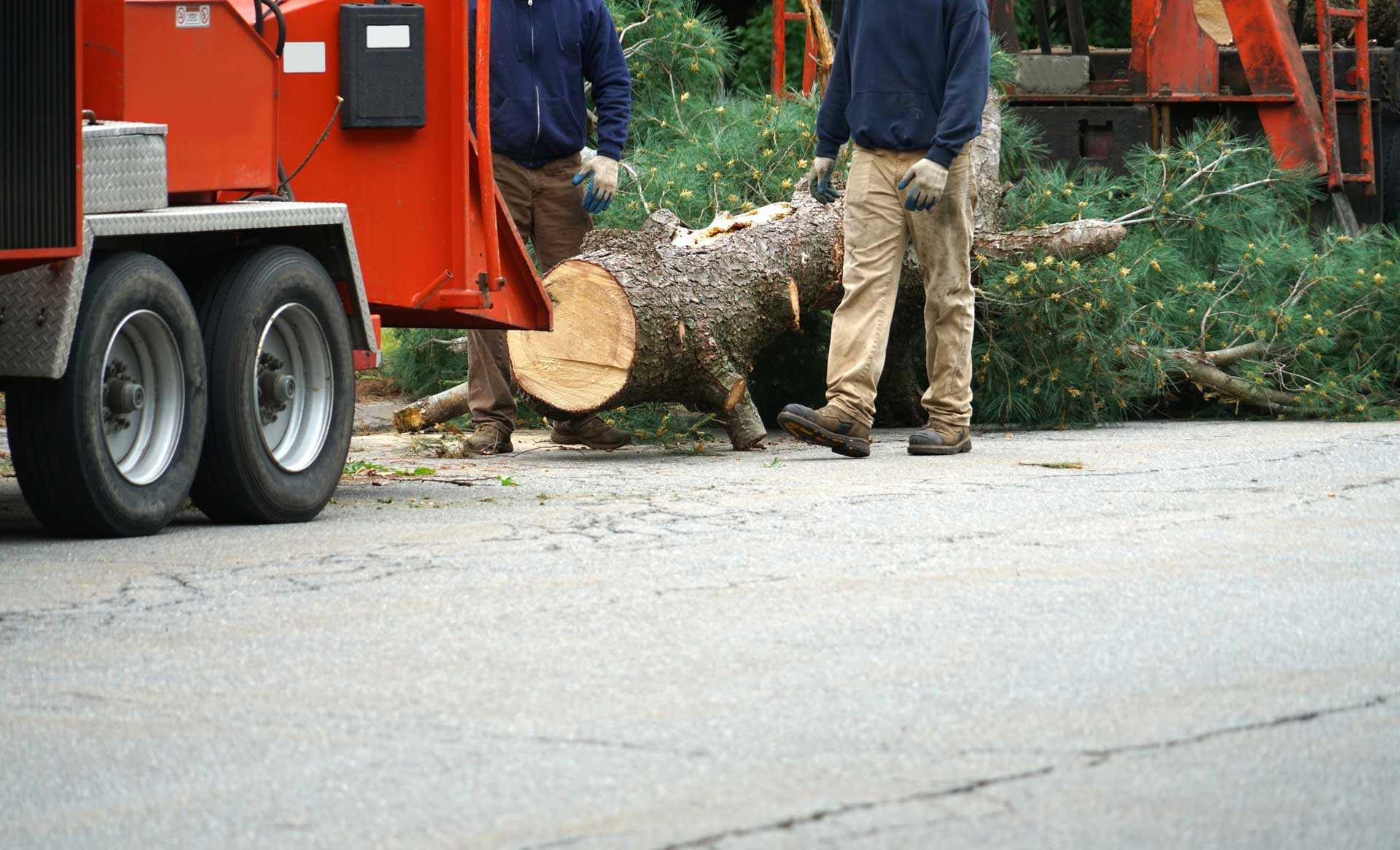 carroll county tree removal services