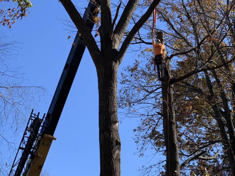 carroll county tree cutting