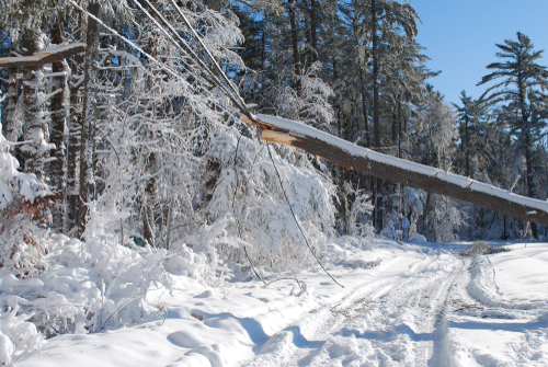 winter tree damage