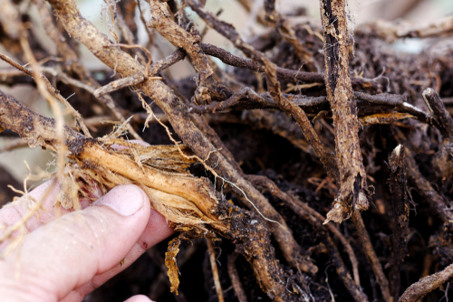 root rot tree maintenance