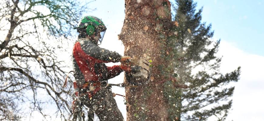 tree services frederick county md