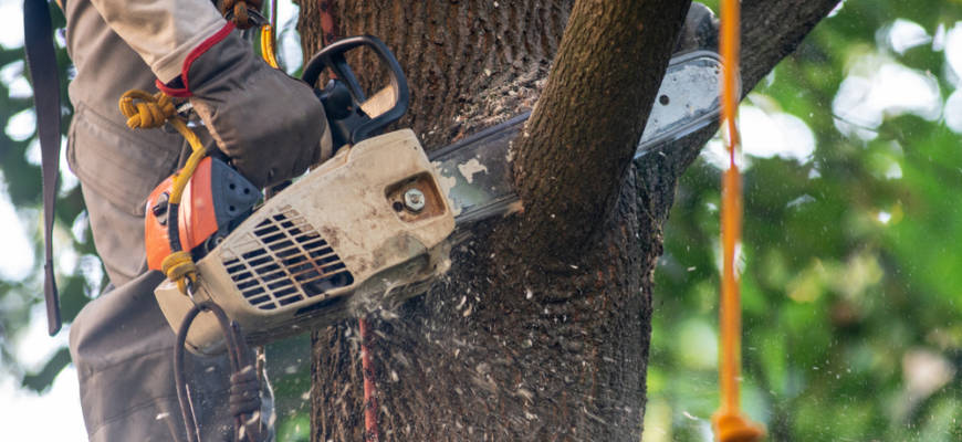 tree services libertytown md