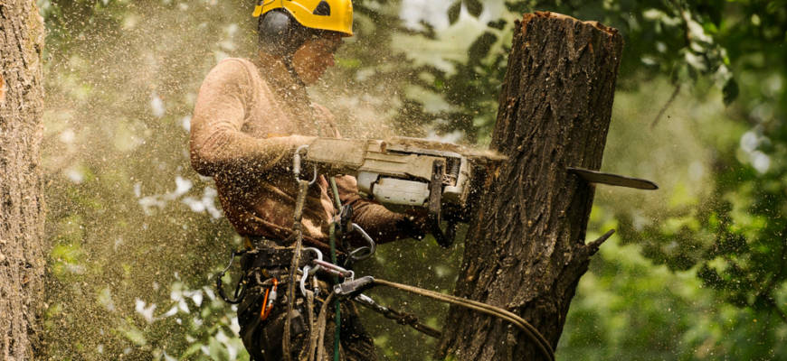 tree services sykesville md