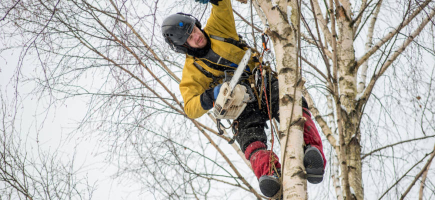 tree services thurmont md