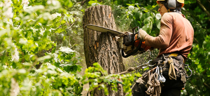 eldersburg, md tree services