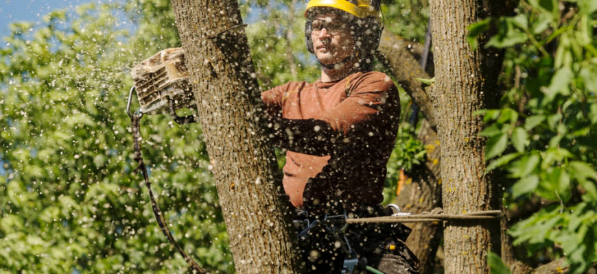 hampstead, md tree service