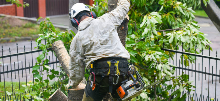 manchester, md tree service