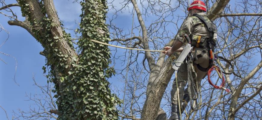 taneytown, md tree service