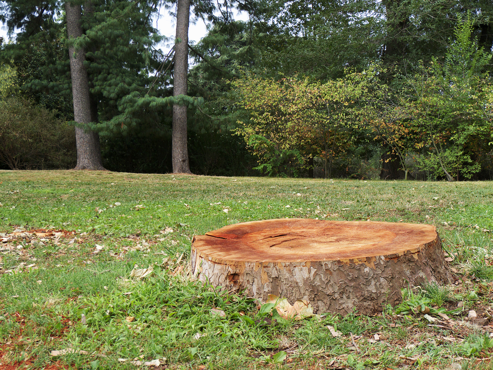 tree stump grinding in carroll county