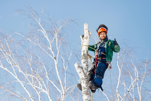 4 Reasons Why Tree Care is Better Left for the Pros