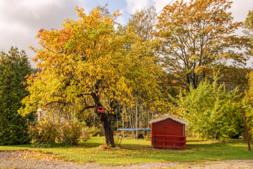 What You Need to Know About Fall Tree Maintenance