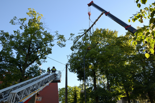 Reasons to remove dead trees from your property