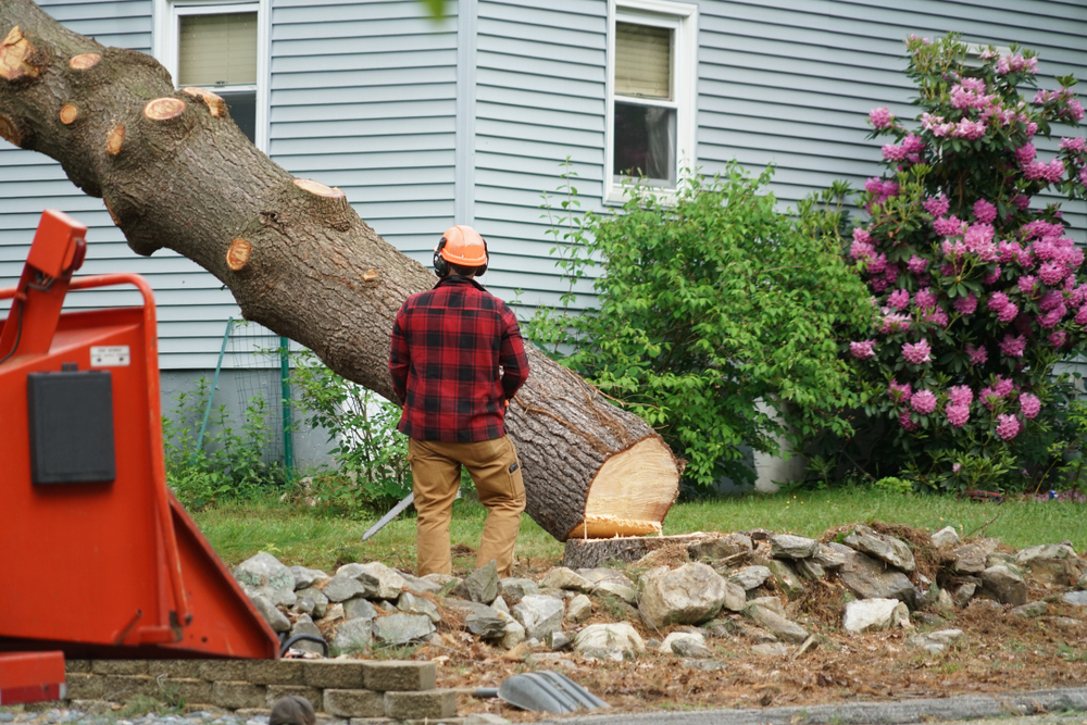 Safely Removing Tall Trees Next to Houses Hagan & Sons
