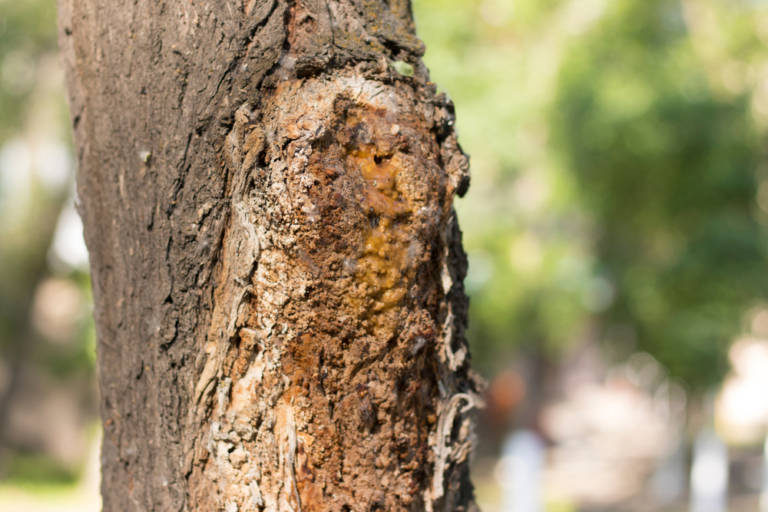 Removing Trees that are Dangerous to Your Home | Hagan & Sons Tree Service