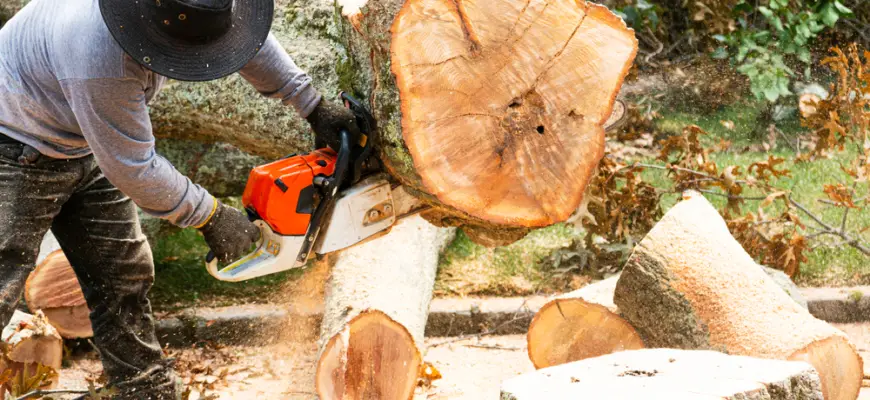 cutting down a removed tree