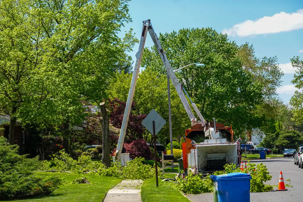bucket equipment to remove a tree