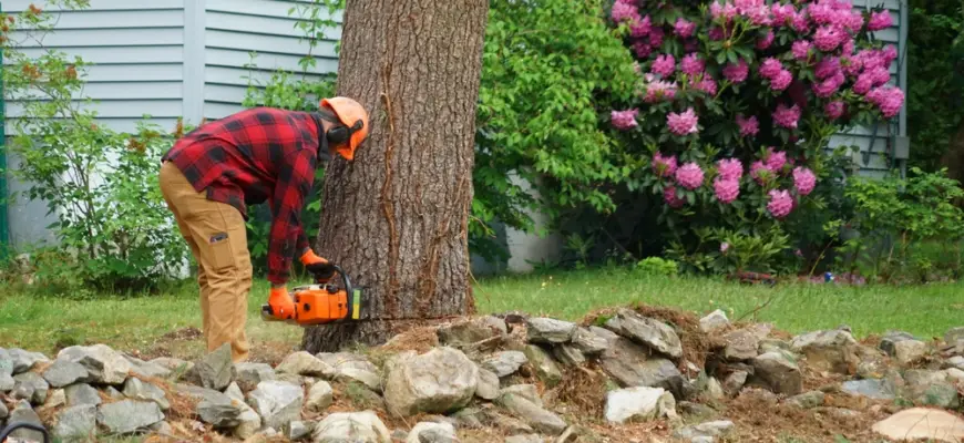 removing a tree next to a house with a chainsaw