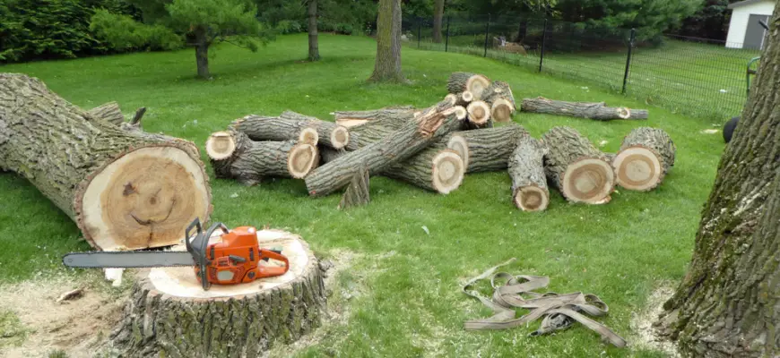 tree removed with a chainsaw