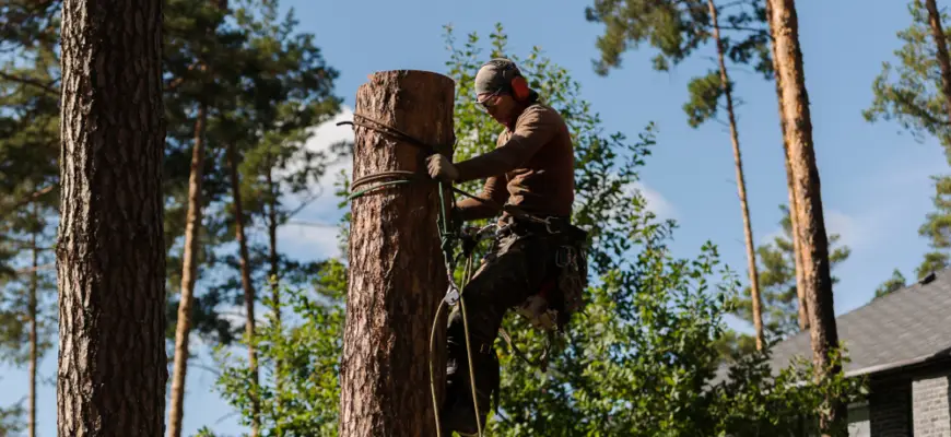 man climbing down after cutting off the top of a tree