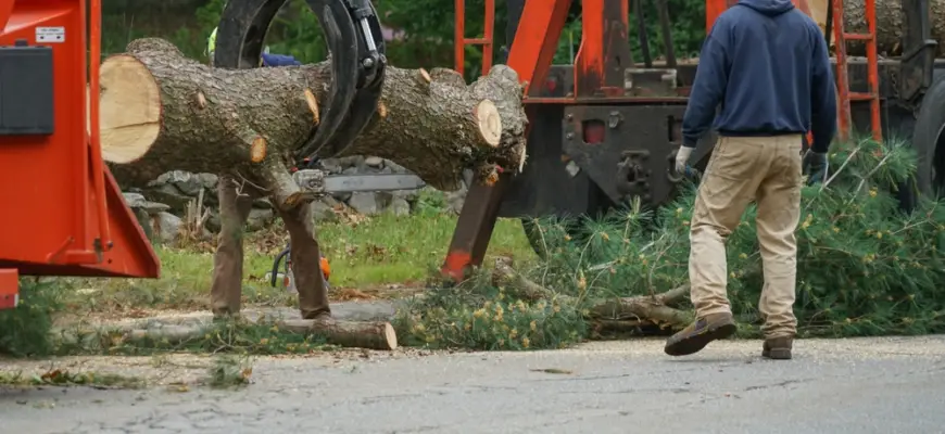 large tree removal with heavy equipment