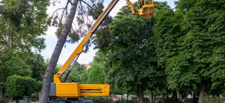 removing a tree using a bucket lift