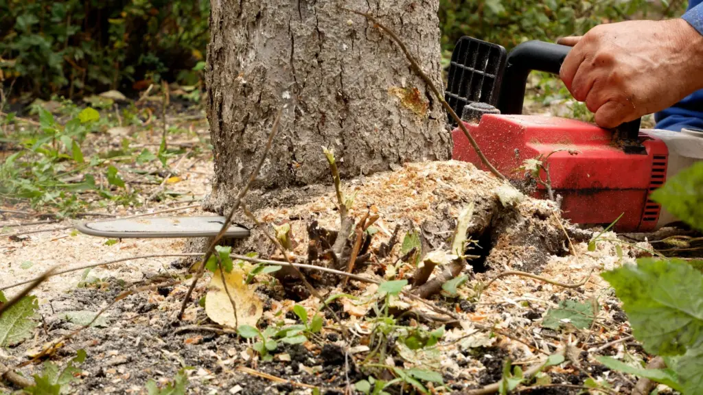 tree removal with chainsaw