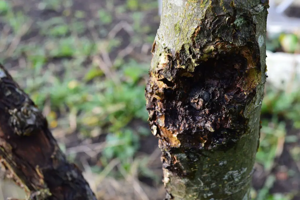 When Should a Dying Tree Be Removed