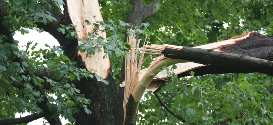 ilchester maryland tree services