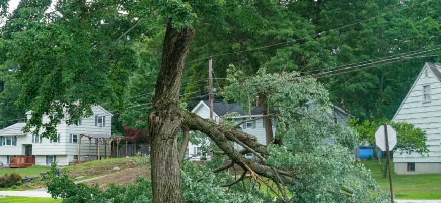 Buckeystown Maryland tree removal services