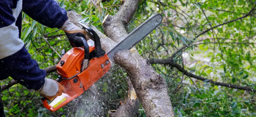 Urbana Maryland tree removal services