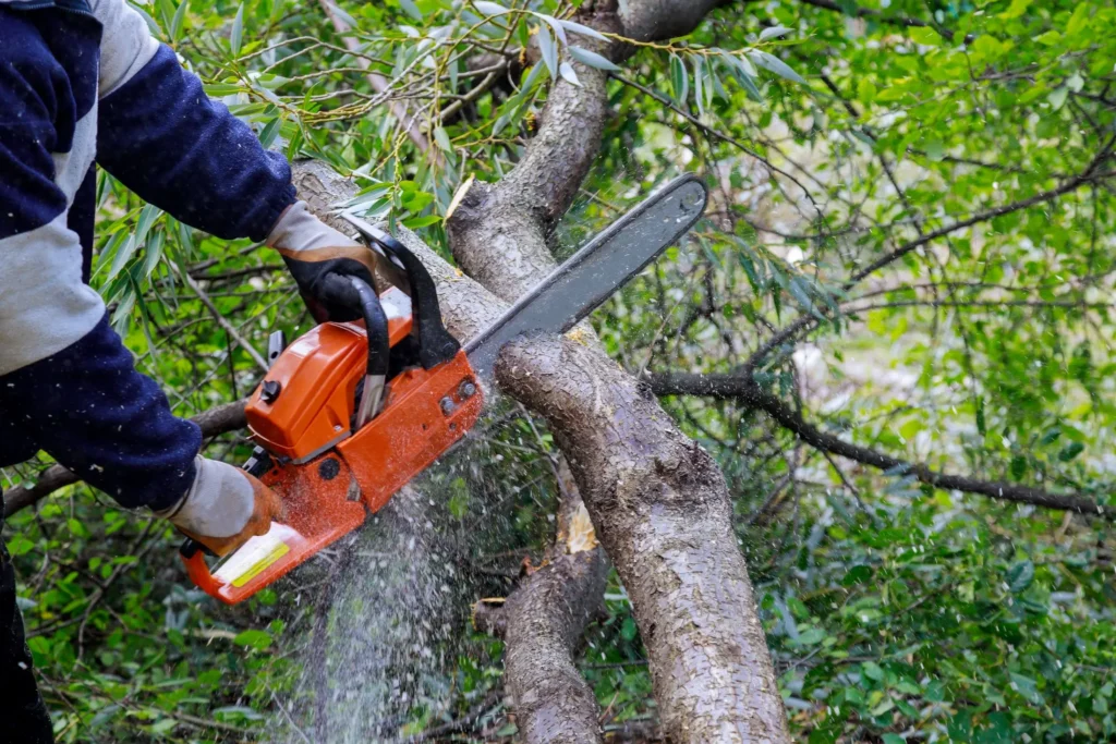 Urbana Maryland tree removal services