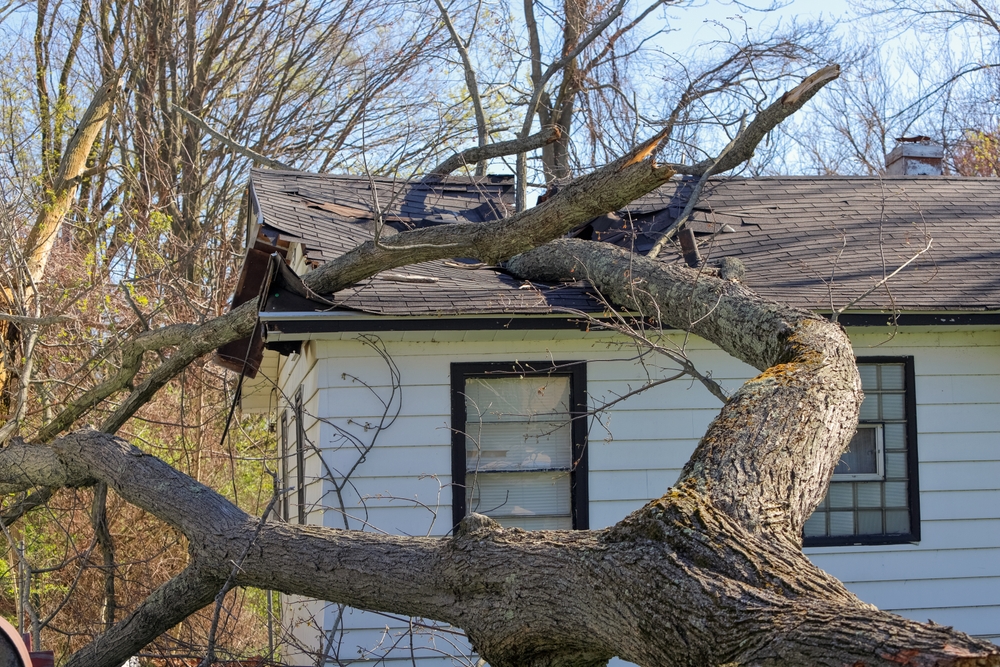Tree trunk and branches crash through the roof of a house in the aftermath of a severe storm, main focus on roof and house