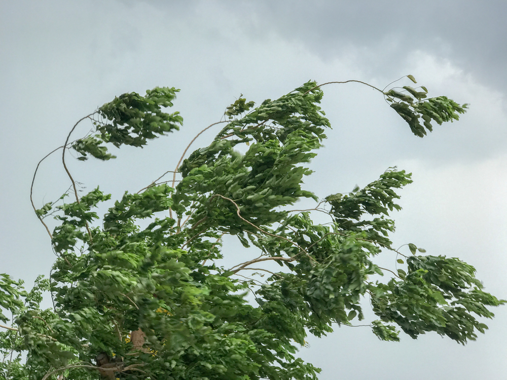 tree during heavy wind