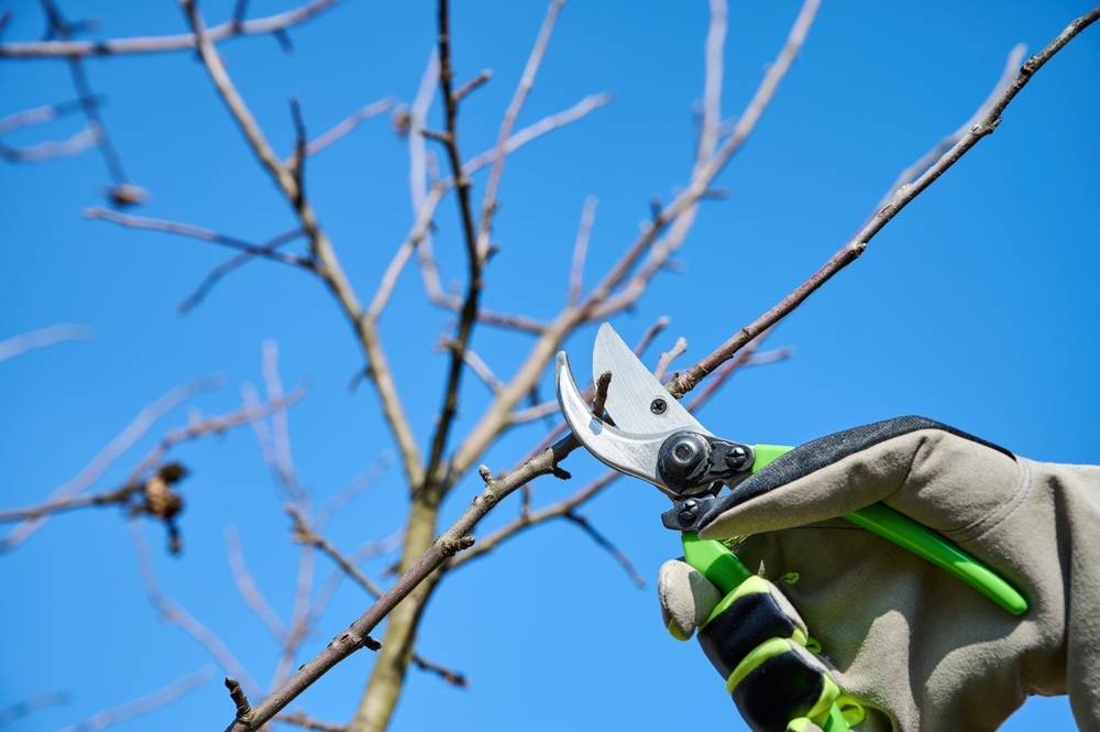 Skillful gardener uses pruning shears to trim branches while enjoying a sunny spring day outdoors.