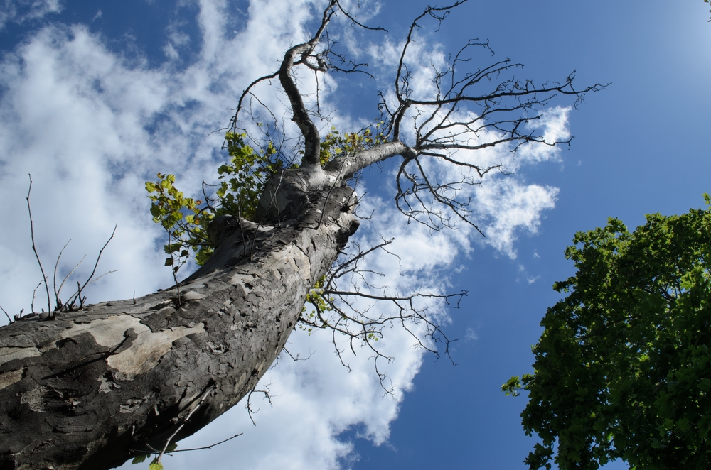 A dying tree stretch upwards against a vibrant blue sky dotted with fluffy white clouds.