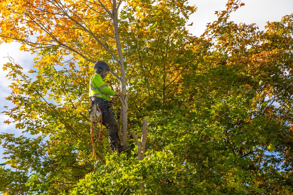 Professional arborist in safety gear climbs a maple tree with yellow autumn leaves, preparing to prune or cut it down.