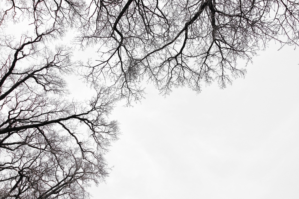 Leafless Oak tree branches silhouette. Black and white. Natural oak tree branches silhouette on a white background. Silhouettes of a dark gloomy forest with textured trees on a white background. 