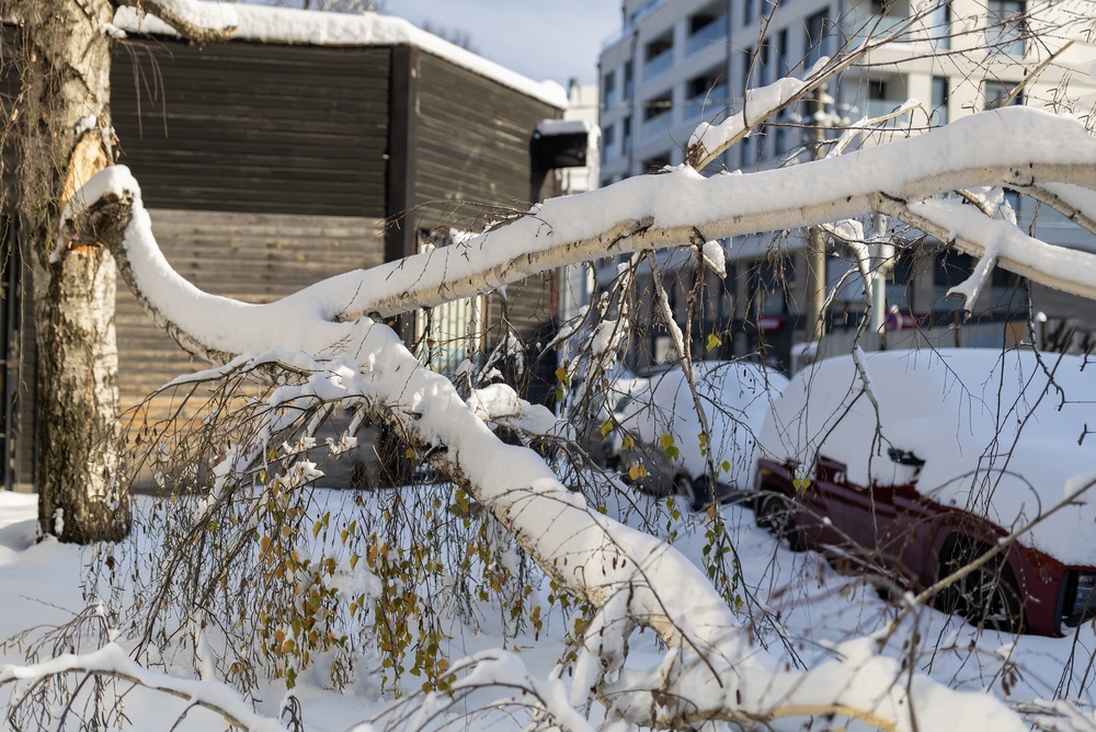 Broken birch tree branch covered in deep snow after a winter storm, showing damage from severe weather with cars and urban buildings in the background