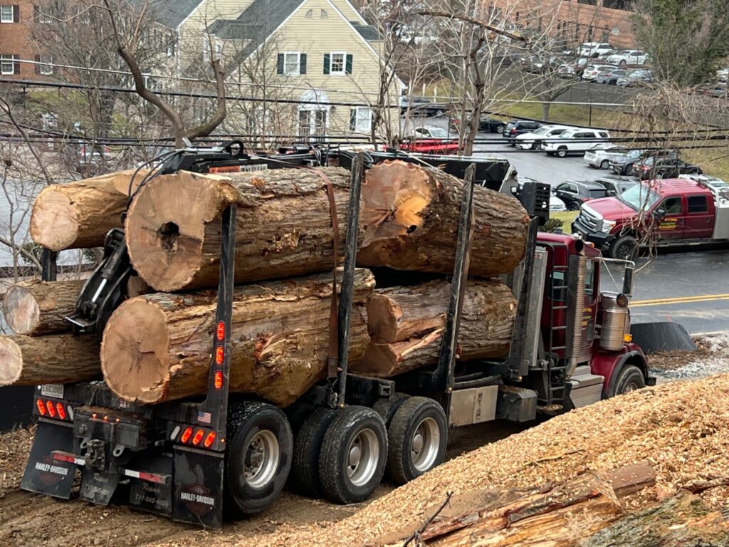 When Do You Need a Professional Tree Removal Service?